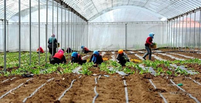  农产品：农村有四个新职业，3年后将会吃香，年轻人不外出打工都