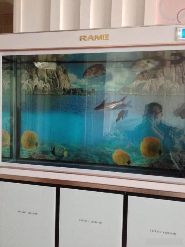  「养草」从养鱼到养草，从雨林缸到水陆缸 | 10年水族之路