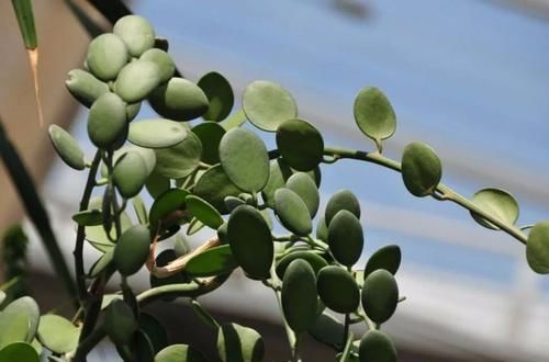  『适合』长相奇特、特小众的多肉植物，适合养在窗台边，变成室内盆栽