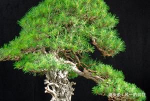  「技巧」家养松树盆景总是长不好？学会这三个小技巧，轻松长成老桩
