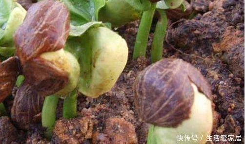 扦插|发财树能播种?只需“1果1枝”,自己就能活一盆,长的阳台放不下