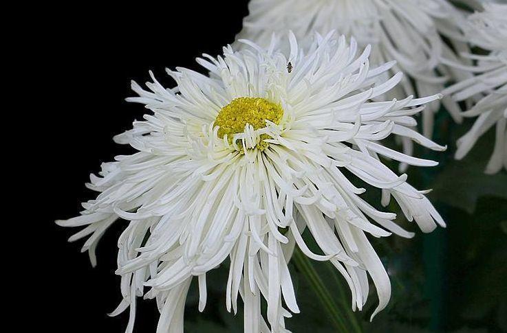 喜欢菊花,首选“菊中精品”竹林雪,似洁白碧玉,鲜艳美丽!