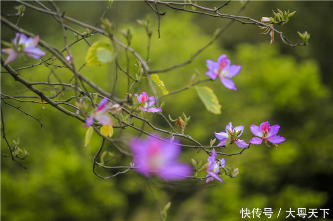 佛山南丹山宫粉紫荆绽放，满树和娇烂漫红，万枝丹彩灼春融