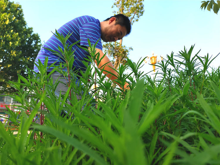 农村有种植物，既可以观赏，又是野菜，俗称“摘不败”