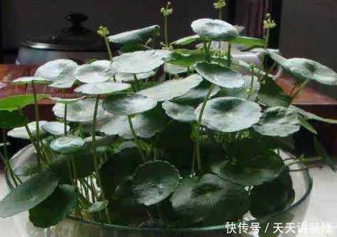 轻松|家养铜钱草总是长不好?学会这三个小技巧,轻松蹭蹭长不停