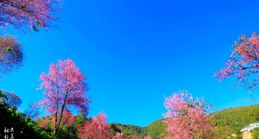 大美无量丨樱花谷的樱花又开了，未来20天，赏花正当时