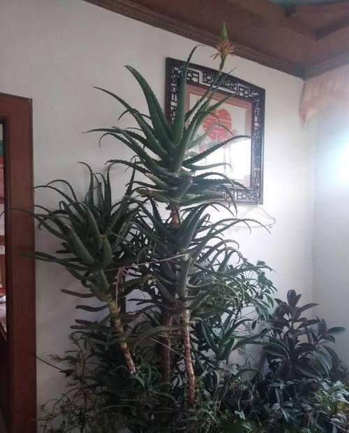 #花盆#开败的百合这样一处理,能长一缸的小球,花盆都不够用!