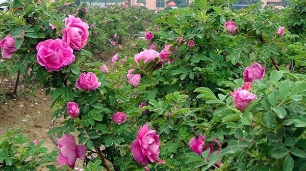  「春天」花期最长的花排名都是什么?