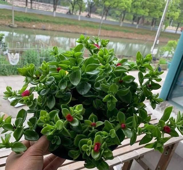  清洗干净■这4种花不仅长得漂亮，掐下叶子就是一盘菜