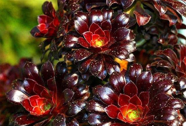 #新芽#夏季养黑法师，做好这5点，根系茁壮，到了秋天，新叶新芽长爆盆