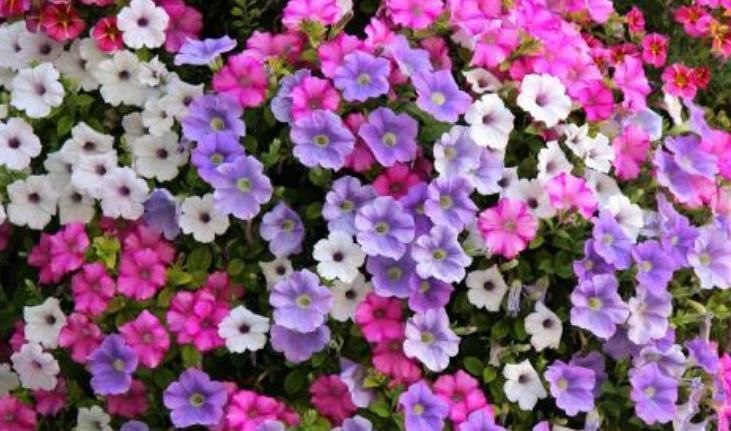  [适合]阳台适合养的“3种花”，个个是“爆花王”，轻松开成花园！