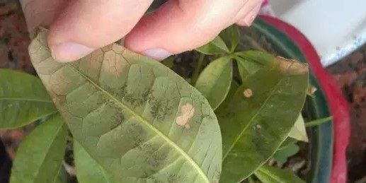  摆放：夏季发财树叶子总是发黄不好养？4个小妙招，帮你解决问题！