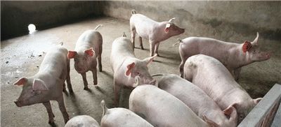  #养猪场#很多人都想回农村养猪，那么想养50头猪需要办理什么手