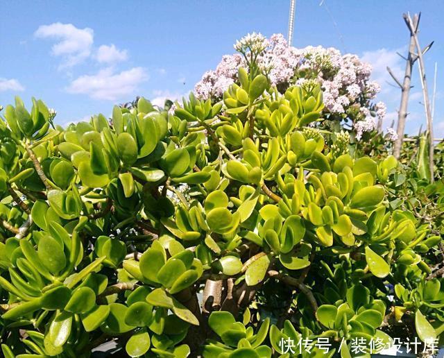 『忍不住』燕子掌长徒了怎么办?网友的神操作,我也是醉了,忍不住哈哈大笑