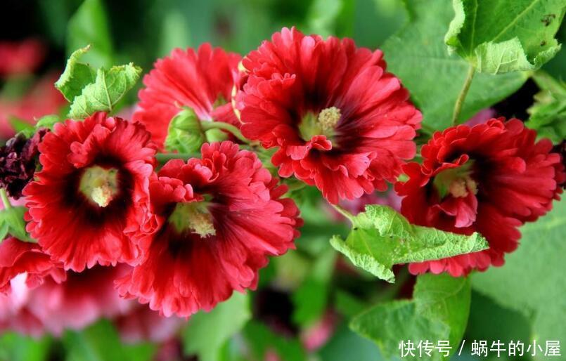 『阳光』“4种花”,给点阳光就开花!越晒生长越旺盛,美极了!