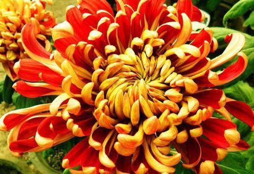  #珍品#百菊争艳，来盆菊之珍品万山红遍，似朝阳旭升，火红娇艳，美爆盆