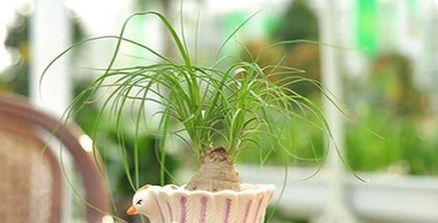  『看起来』养植物没信心？试试这“6种”，养护简单颜值高，很适合新手