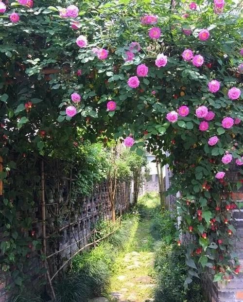  『三角梅』有院子的话，一定养这花，开花大又香！