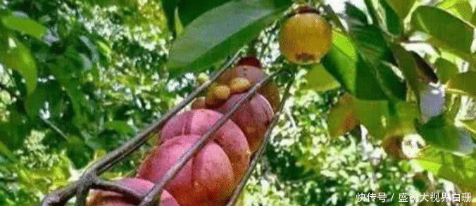 看完农村大叔摘山竹，发现卖得贵也是情有可原，钱都花了它身上！