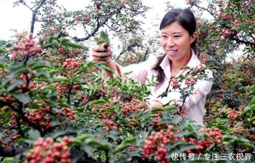 丰产期长达20年，1斤9元，亩产2000斤，这样的种植项目可信吗