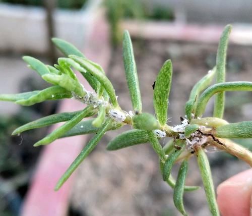  「枝条」太阳花枝条经常长白色虫子，捏死一批又长一批，有好办法吗？