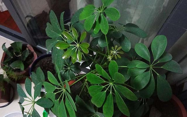  花钱■鸭掌木剪1根枝，配上“泡沫”生白根，不花钱也有“名贵树”！