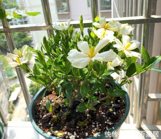 黄泥栀子花|新手想养栀子花,先摸清“门道”,不然买回来黄叶落花苞,难养
