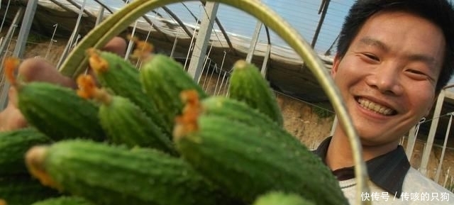  「平杠」黄瓜弯瓜，农民做这个，但产量还是平杠，比往年多4000