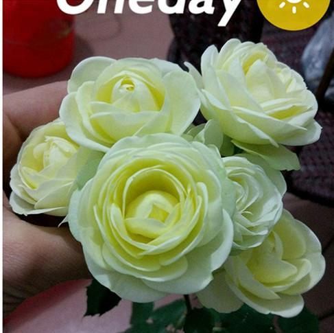  室内|此种观赏花卉，花期超级久，周年开花，漂亮又好养，室内也能种