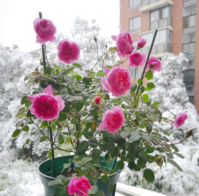 「盆栽」此花观赏价值高,有玫瑰花香气,全年开花易养活,阳台盆栽选这种!