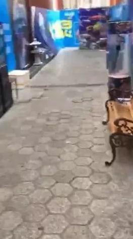 巨坑！刷爆上海人朋友圈的“梦幻海洋馆”，真相太残酷……