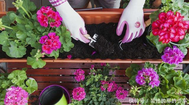  「贼溜溜」喜欢养花的朋友，几个臭毛病，出门变得贼溜溜，看你有没有