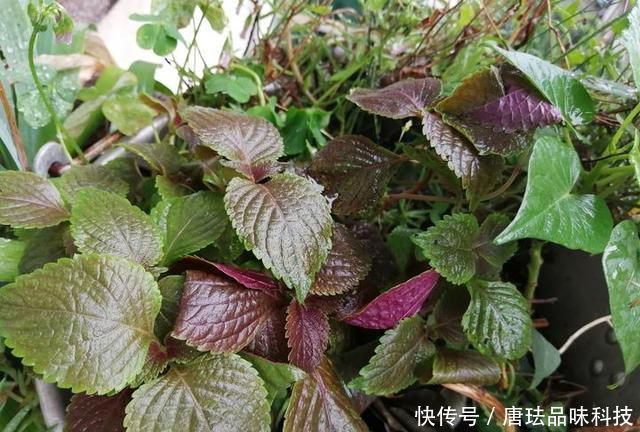 花盆@春天来了,酸咪草都开了,紫苏都种活了!