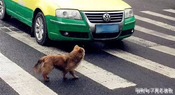 从网红走到全网黑，你需要遛狗不栓绳，殴打孕妇，诅咒母子