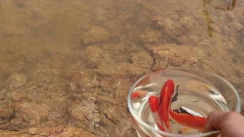  鱼缸：老外奇葩测试：把碳酸饮料倒入鱼缸，只想让鱼儿品尝一下味道！