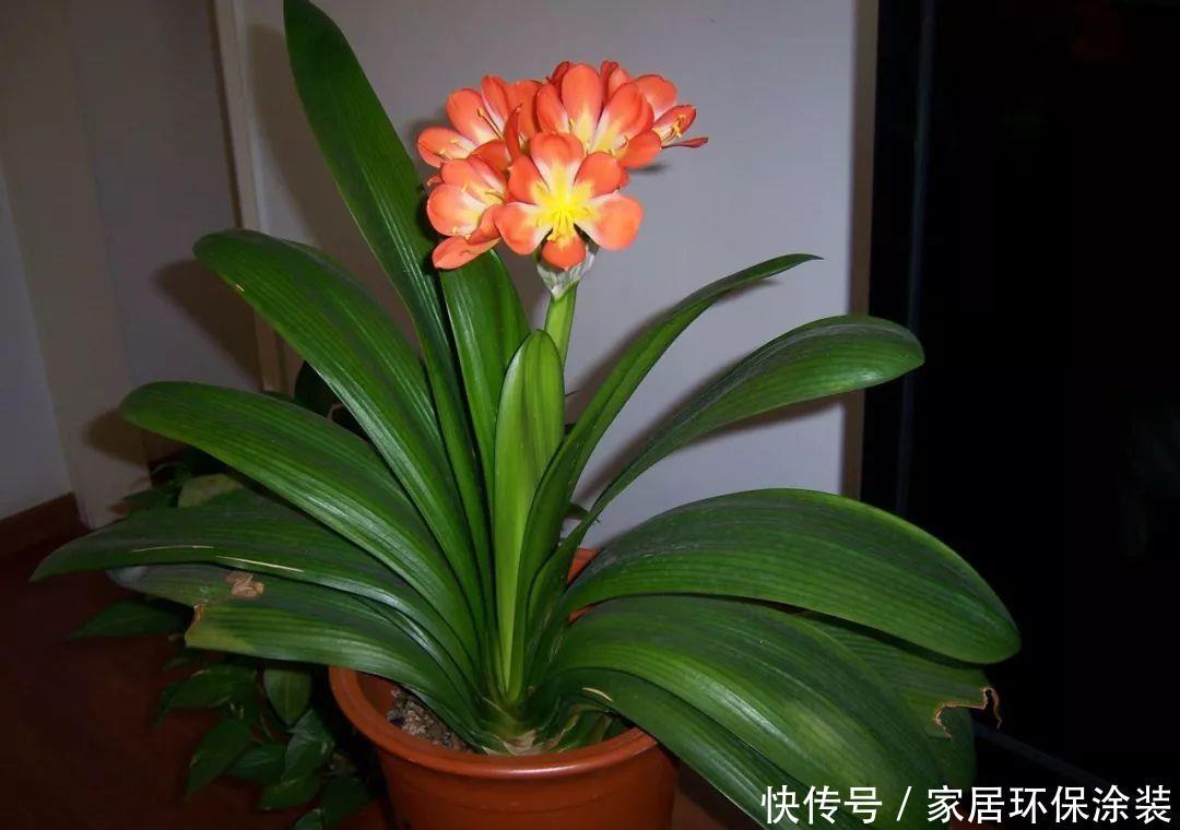 『生长适温』北阳台没太阳养什么花好,这“5”种花不晒太阳也能开花