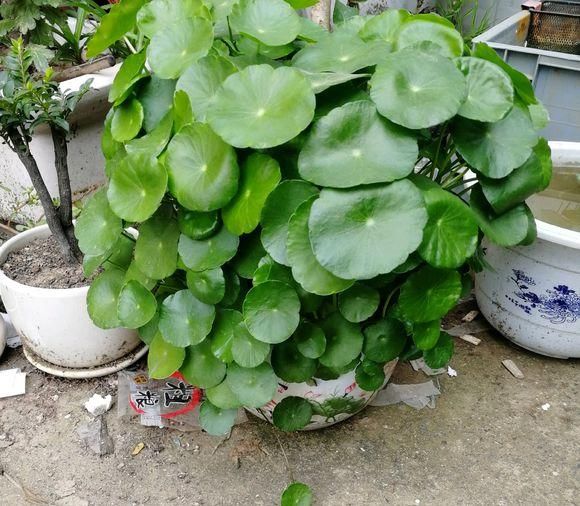  【新芽】买回来的铜钱草，学学栽种小技巧，叶子新芽蹭蹭长，30天长爆盆