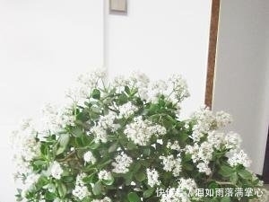  年满@他家的玉树年年满树“开花”，其实秘诀只有3个，学会了你也可以！