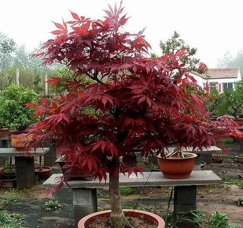  [枫红]红舞姬树姿优美，叶较小，猩红色，日本红枫红舞姬可以在北方地区栽种吗？