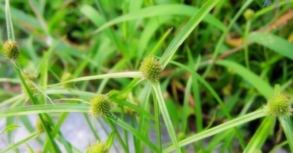 这草不能当鱼草,农民看见拔掉,殊不知好珍贵,今卖20元一斤了！