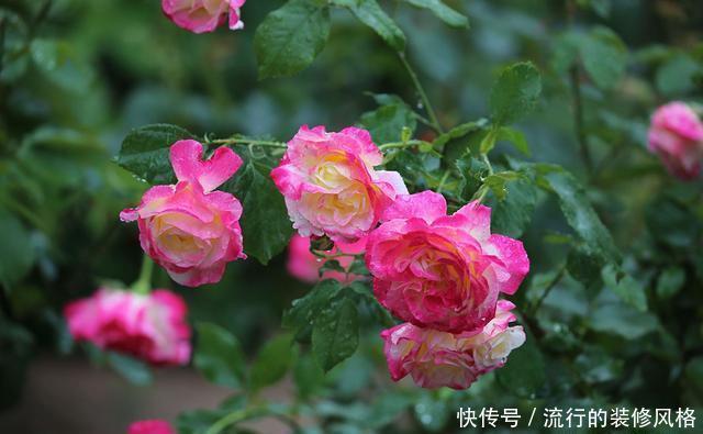 『花无』月季——只道花无十日红,此花无日不春风