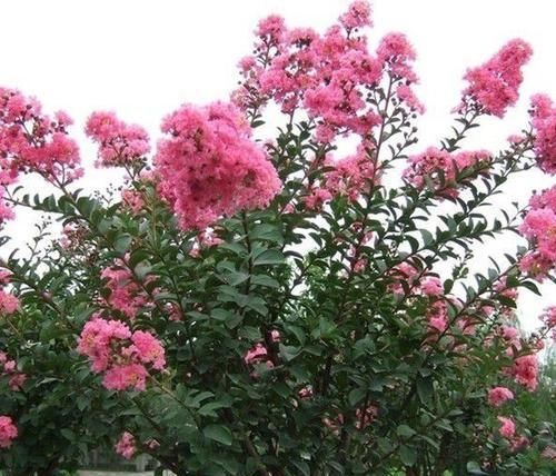  『艳丽』此花花色艳丽，开花成花序，受到人们喜欢，具有较高观赏价值
