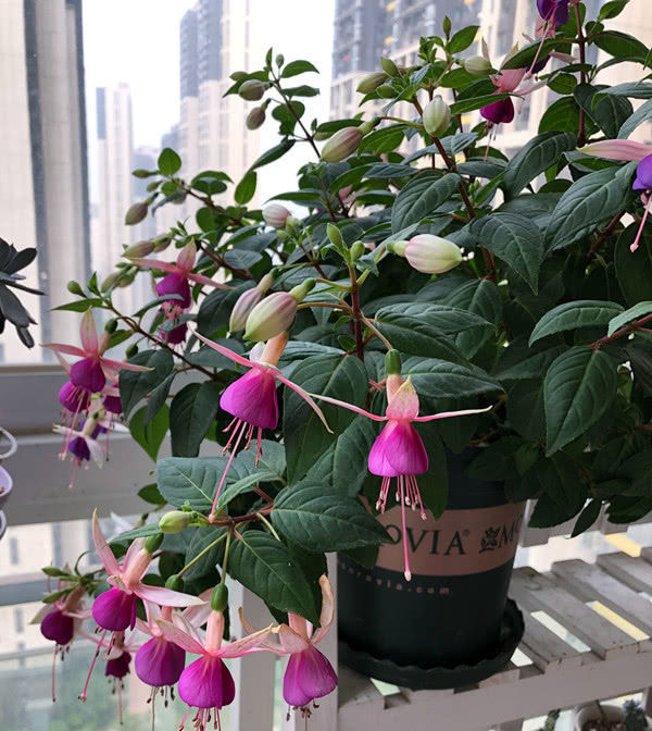  [绿萝]这种盆栽绿植比绿萝好养，四季开花观赏价值高，还很好养！