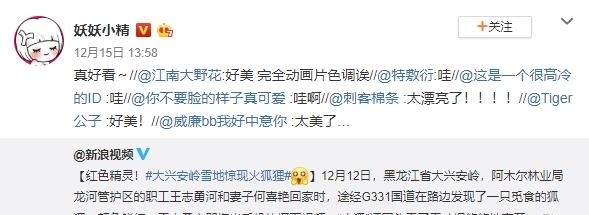 大兴安岭出现火狐狸