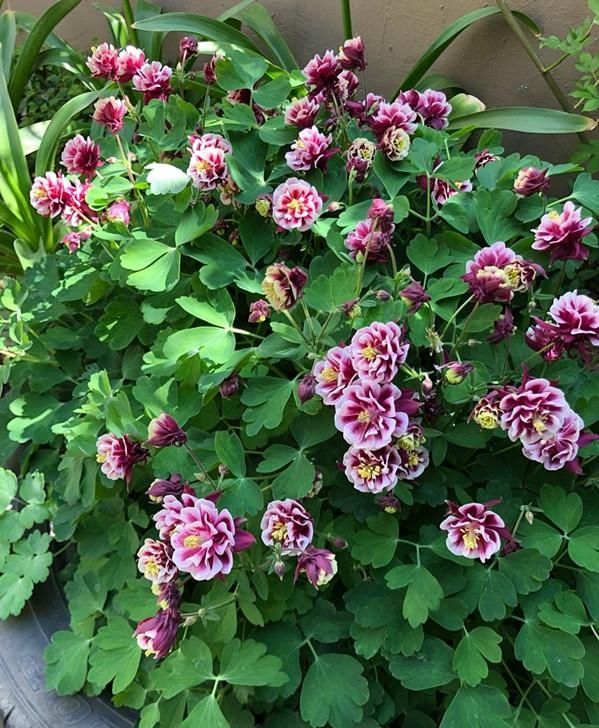  『种植』此种观赏植物很耐寒，东北也能种，花色美丽、花期长，种植很容易