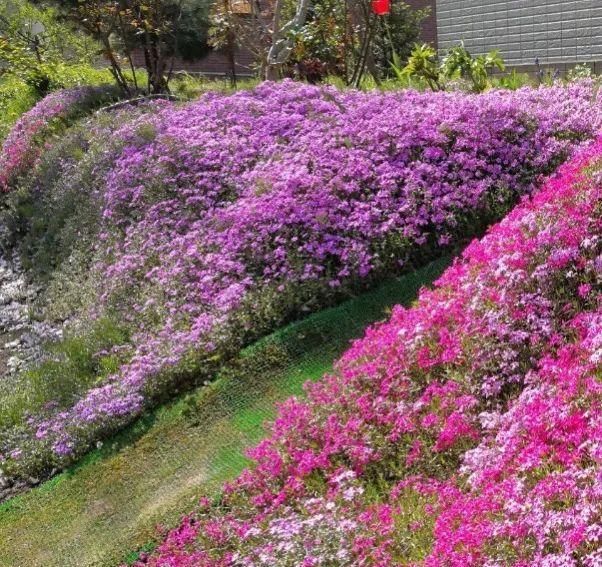  【慎养】这花要慎养，每年砍掉3麻袋，照样蹭蹭长！