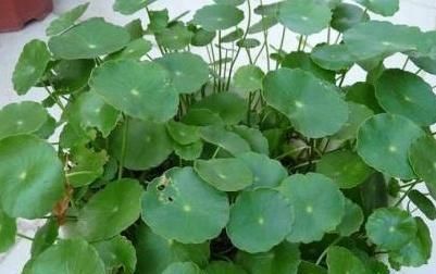  『铜钱草喜』让铜钱草矮壮的方法