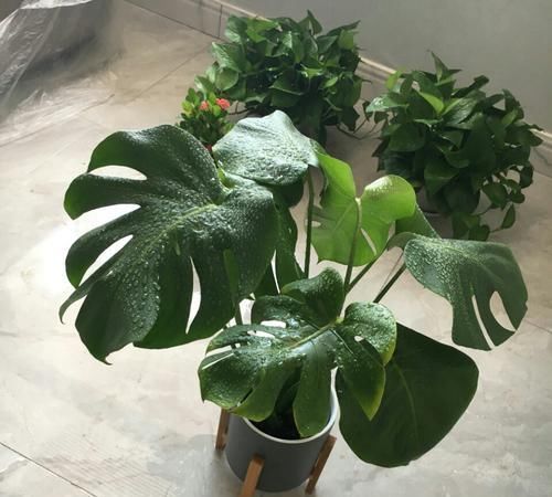  「养护」龟背竹烂根和晒伤的区别，晒伤换个位置，喝点啤酒，叶绿油比盆大