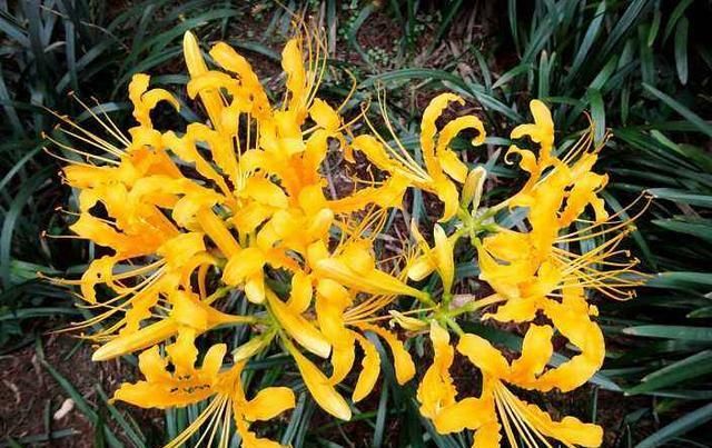  #常漂亮#这是我见过最漂亮的十种种球花，花期长、花色艳，真漂亮
