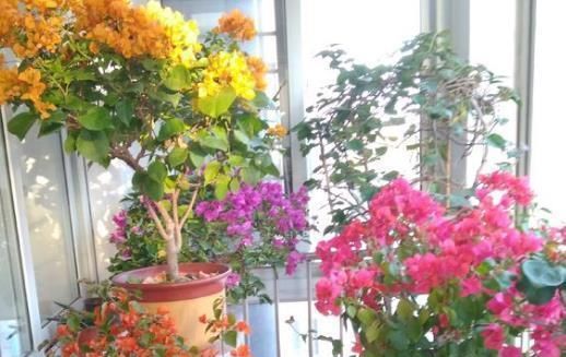 #长寿花#婆婆只养“2种”花,窗台变成“花海”,“开花”上百朵!